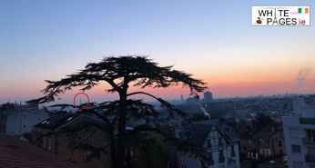 Cedre de Meudon